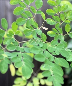 Moringa Oleifera Seeds 10 Pack High Yield PKM1 Drought-Tolerant
