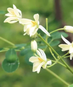 Moringa oleifera Seeds - 20 SEEDS - Fast-Growing Kelor Seeds for Planting