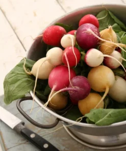 Serendipity Mixed Radish Seeds 100 Heirloom Seeds Colorful & Organic