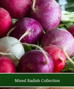 Serendipity Mixed Radish Seeds 100 Heirloom Seeds Colorful & Organic