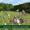 Sweet Pea Multiflora Mix - 20 Seeds - Vibrant Rainbow Blooms - Non-GMO Heirloom