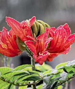 Tropical Heirloom Seeds - African Tulip Tree, 20 Seeds, Spathodea campanulata, Vibrant Flame Flowers