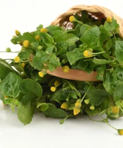 Tropical Herb Seeds Toothache Plant 100 Heirloom Seeds Ornamental Medicinal