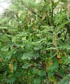 Tropical Seeds Albizia Amara Arappu Plant 10 Seeds Drought Resistant