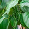 Tropical Seeds Black Pepper Seeds 10 Heirloom Seeds Piper Nigrum