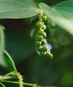 Tropical Seeds Black Pepper Seeds 10 Heirloom Seeds Piper Nigrum