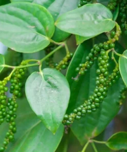 Tropical Seeds Black Pepper Seeds 10 Heirloom Seeds Piper Nigrum