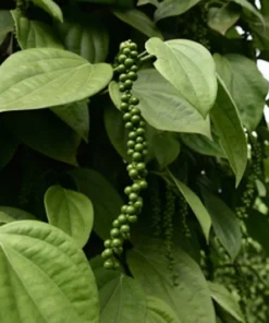 Tropical Seeds Black Pepper Seeds 10 Heirloom Seeds Piper Nigrum