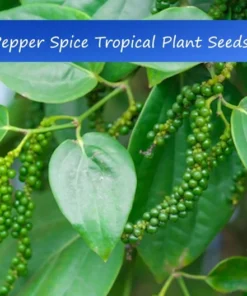 Tropical Seeds Black Pepper Seeds 10 Heirloom Seeds Piper Nigrum