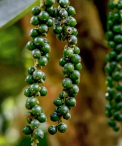 Tropical Seeds Black Pepper Seeds 10 Heirloom Seeds Piper Nigrum