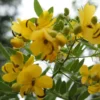 Tropical Seeds Buttercup Tree 10 Heirloom Seeds Cassia corymbosa Yellow Blooms
