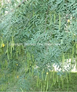 Tropical Seeds Buttercup Tree 10 Heirloom Seeds Cassia corymbosa Yellow Blooms
