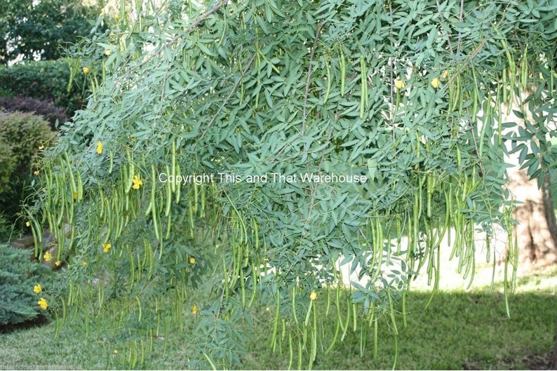 Tropical Seeds Buttercup Tree 10 Heirloom Seeds Cassia corymbosa Yellow Blooms