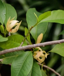 Tropical Seeds Joy Perfume Tree 5 Rare Seeds Container Gardening