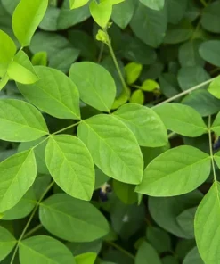 Tropical Seeds Rare Double White Butterfly Pea Seeds 10 Count Clitoria ternatea