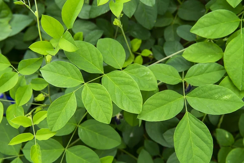 Tropical Seeds Rare Double White Butterfly Pea Seeds 10 Count Clitoria ternatea