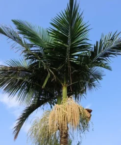 Tropical Seeds Royal Palm Heirloom Seeds 20 Pack Unique Greenery