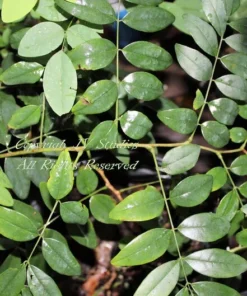 Tropical Seeds True Indigo Heirloom 20 Seeds Bright Green Leaves