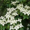 1 Kousa Dogwood Tree in a Quart Container(1-2ft)