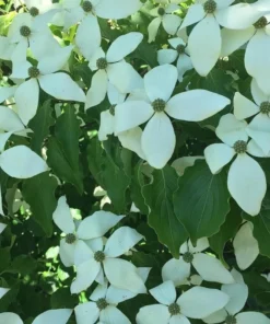 1 Kousa Dogwood Tree in a Quart Container(1-2ft)