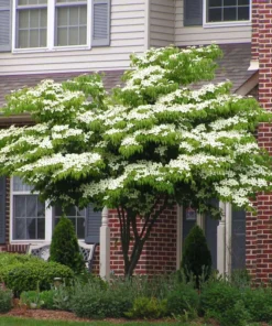 1 Kousa Dogwood Tree in a Quart Container(1-2ft)