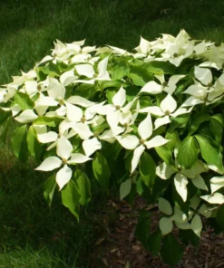 1 Kousa Dogwood Tree in a Quart Container(1-2ft)