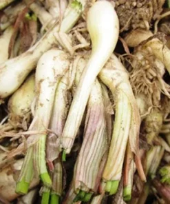 10 Roots Allium chinense Rakkyo - Chinese Onion Plant for Pickling and Culinary Use