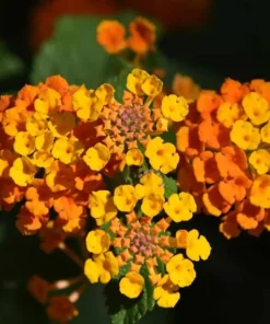 2 Lantana Bright Orange Plants - 1 Pot - 4-Inch Container for Gardens