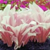 20 Seeds Pink Hosta Plantaginea Fragrant Plantain Seeds Fire And Ice