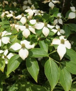 5 (12-24”) Kousa Dogwood (Bare Root)