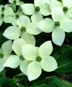 5 (12-24”) Kousa Dogwood (Bare Root)