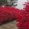 5 Burning Bush Rooted Cuttings – Deciduous Shrubs with Vibrant Red Fall Foliage