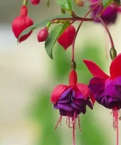 50 Seeds Purple Red Fuchsia Seeds Potted Flowers Seeds,Bonsai Seeds