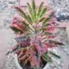 50 Seeds Seeds Of Kalanchoe Pink Butterflies Succulent Bonsai Potted Plants Seeds