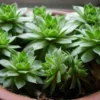 50 Seeds Seeds Of Sempervivum Tectorum Green Transparent Succulent Bonsai Potted Plants Seeds