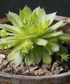 50 Seeds Seeds Of Sempervivum Tectorum Green Transparent Succulent Bonsai Potted Plants Seeds