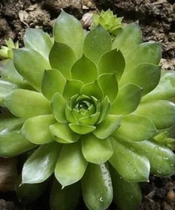 50 Seeds Seeds Of Sempervivum Tectorum Green Transparent Succulent Bonsai Potted Plants Seeds