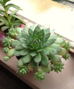 50 Seeds Seeds Of Sempervivum Tectorum Green Transparent Succulent Bonsai Potted Plants Seeds