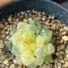 50 Seeds Seeds Of Succulent Bonsai Potted Plants Seeds Lipthop Seed