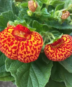 50 Seeds Speckled Red And Yellow Slipper Flower Seeds - Calceolaria Crenatiflora Seeds