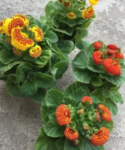 50 Seeds Speckled Red And Yellow Slipper Flower Seeds - Calceolaria Crenatiflora Seeds