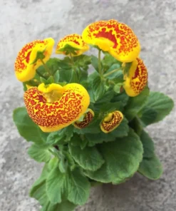 50 Seeds Speckled Red And Yellow Slipper Flower Seeds - Calceolaria Crenatiflora Seeds