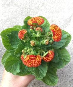 50 Seeds Speckled Red And Yellow Slipper Flower Seeds - Calceolaria Crenatiflora Seeds