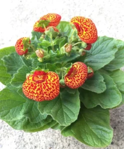 50 Seeds Speckled Red And Yellow Slipper Flower Seeds - Calceolaria Crenatiflora Seeds