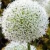 50 Seeds White Giant Allium Giganteum Flower Seeds Garden Plant