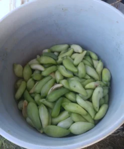 Achocha (Bolivian cucumber) Cyclanthera pedata 20 Seeds