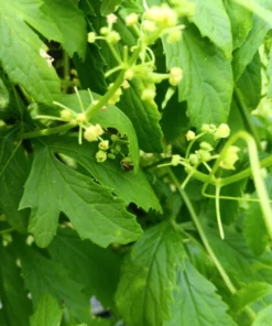 Achocha (Bolivian cucumber) Cyclanthera pedata 20 Seeds