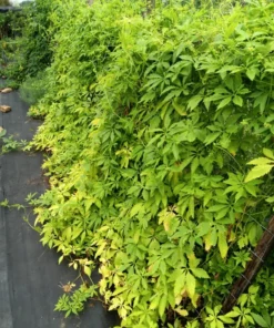 Achocha (Bolivian cucumber) Cyclanthera pedata 20 Seeds