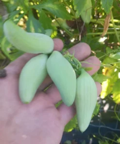 Achocha (Bolivian cucumber) Cyclanthera pedata 20 Seeds