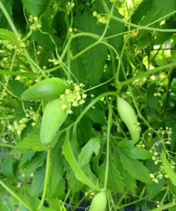 Achocha (Bolivian cucumber) Cyclanthera pedata 20 Seeds